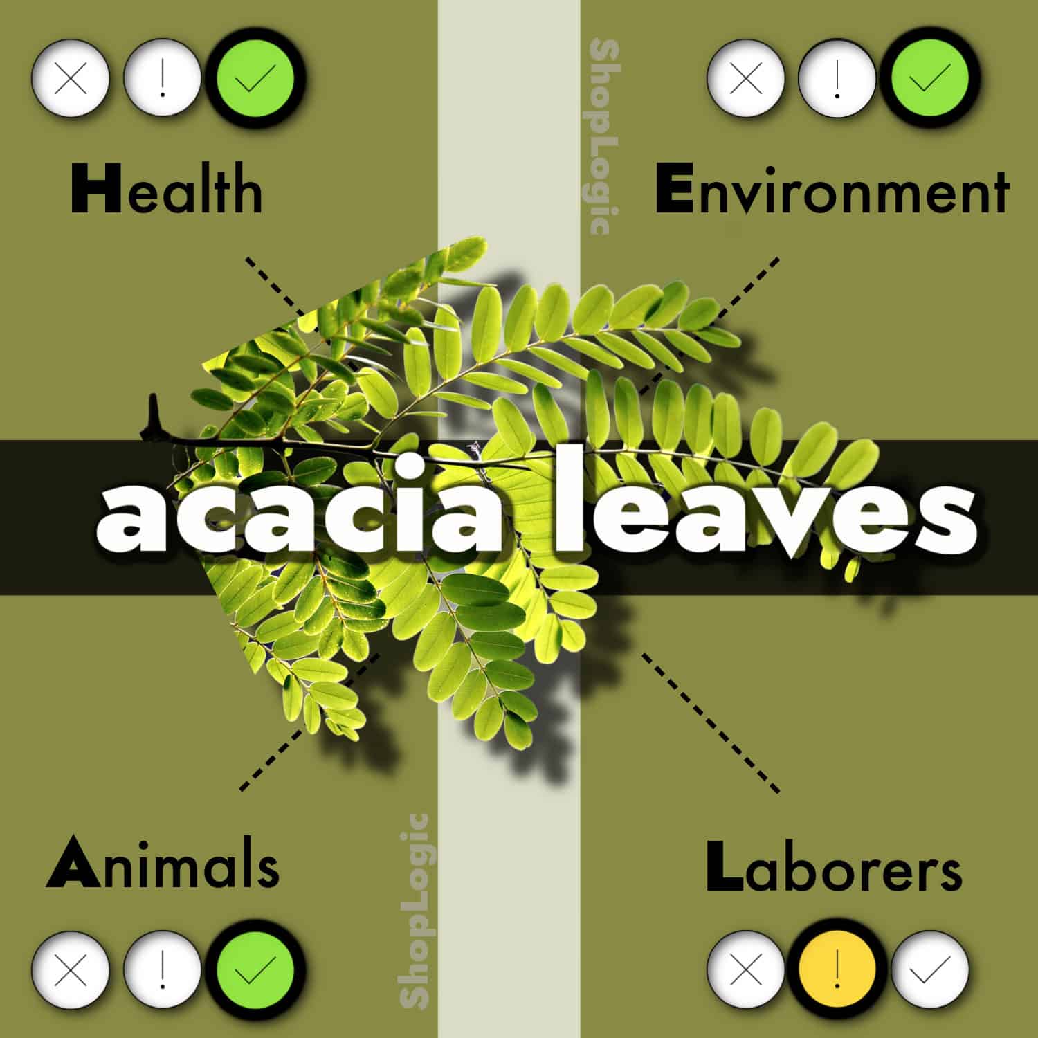 acacia leaves benefits and side effects