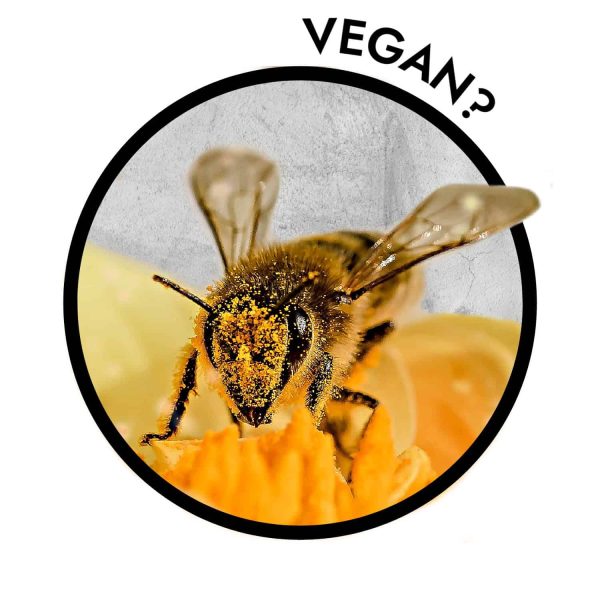 vegan brands and companies that sell vegan products
