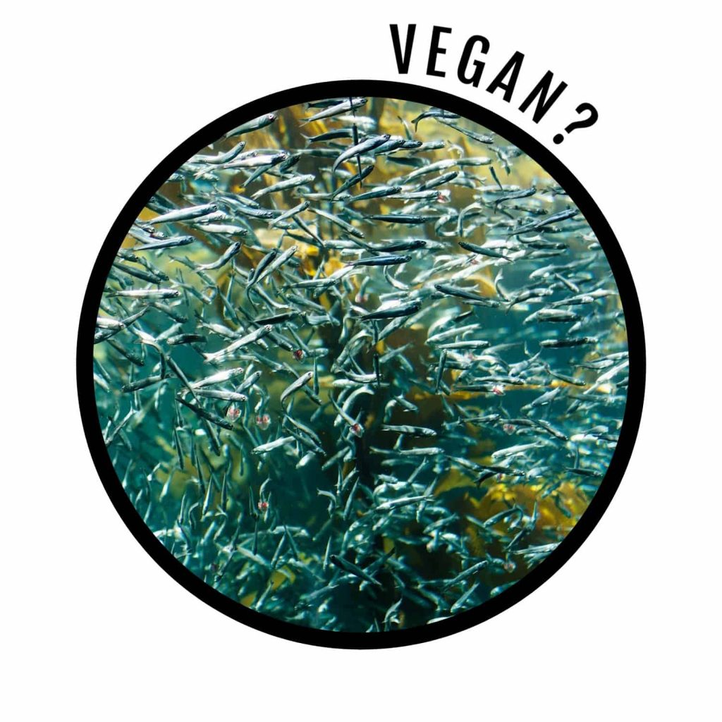 Are sea urchins vegan?