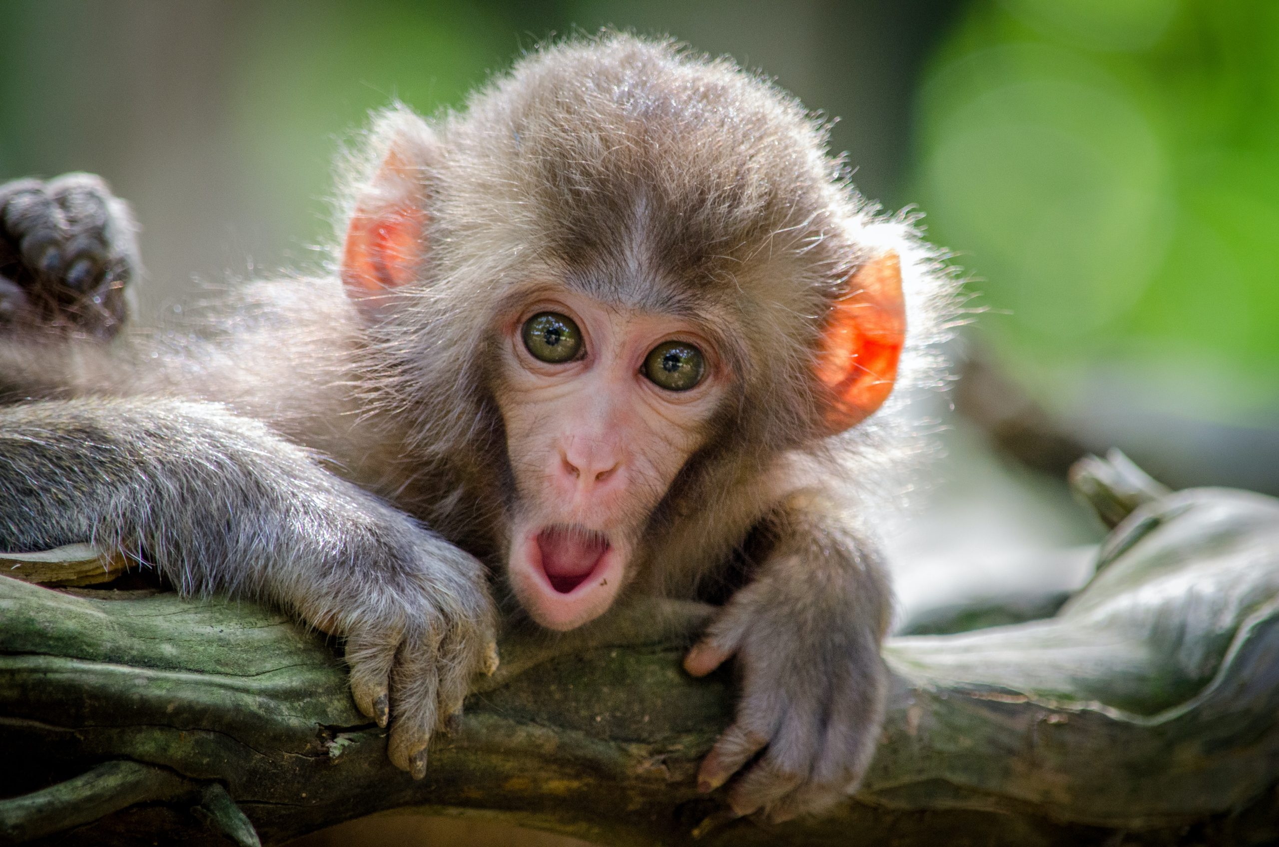5 Surprisingly Problematic Vegan Foods